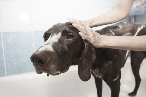 dog-1178365-1920_widelg