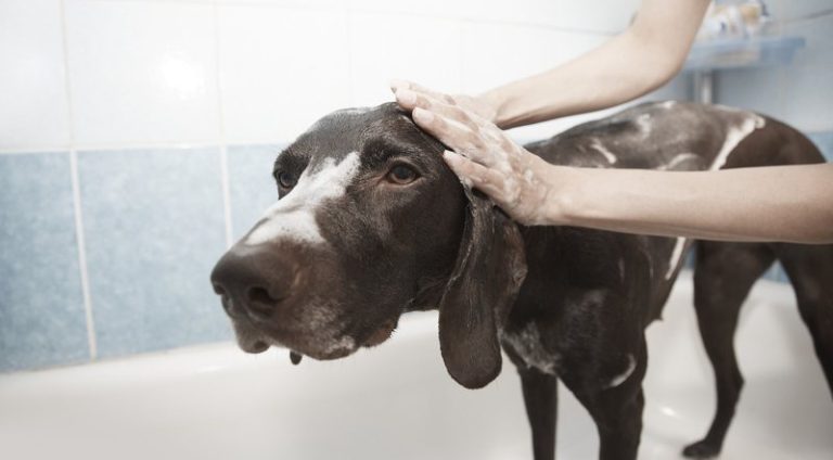 dog-1178365-1920_widelg