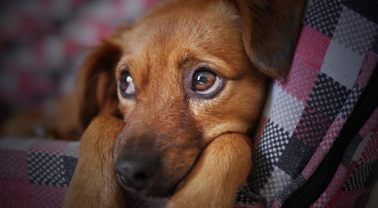 dog-3071334_960_720_widelg