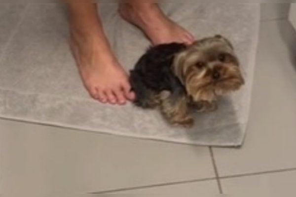 doguinho_com_medo_de_escovar_dente_encontra_refugio_em_tutora_assista_widelg