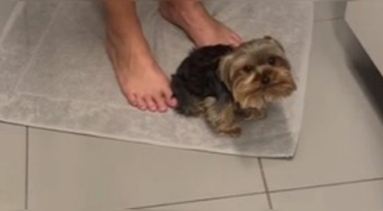 doguinho_com_medo_de_escovar_dente_encontra_refugio_em_tutora_assista_widelg