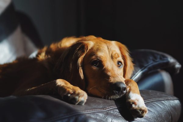 A domestic cute Golden Retriever laying on the couch in a dark room