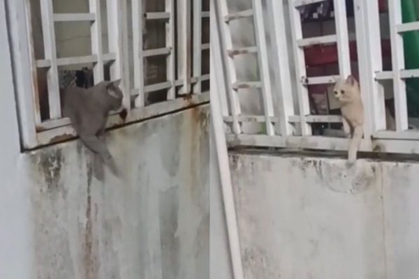 encontro-de-gatos_widelg