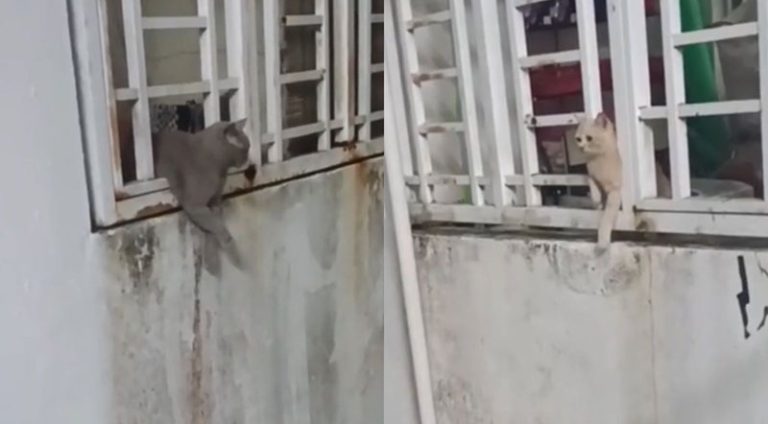 encontro-de-gatos_widelg
