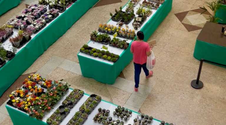 feira
