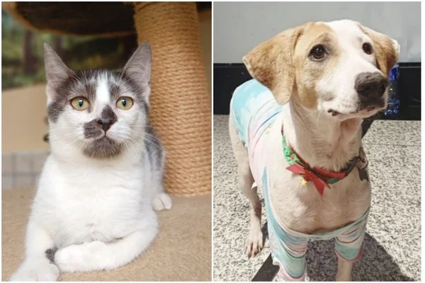 feira-tem-gatos-e-caes-disponiveis-3280493-article