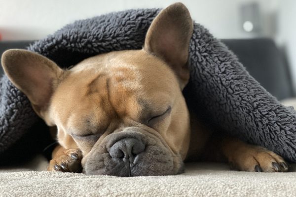 french-bulldog-4713013-1280