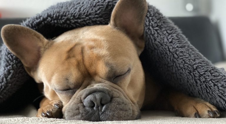 french-bulldog-4713013-1280