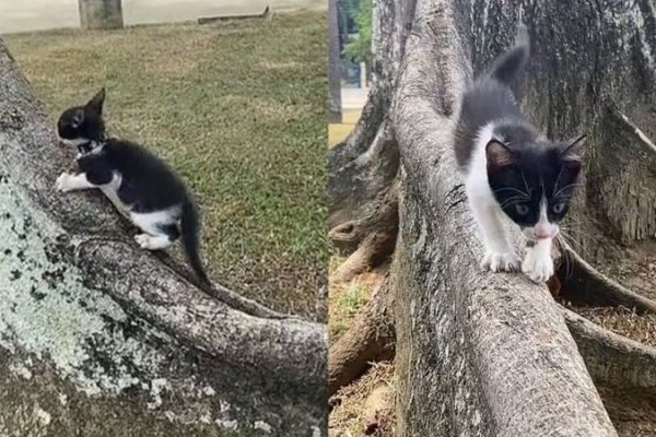 gata-aventureira_widelg