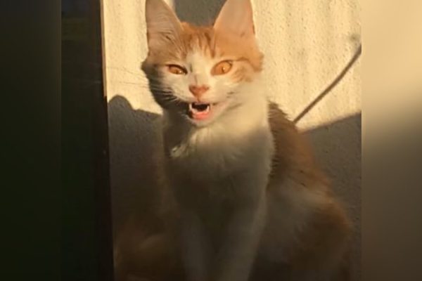 gata-volta-com-comportamento-estranho_widelg