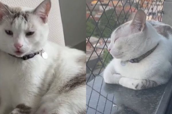 gato-curioso_widelg