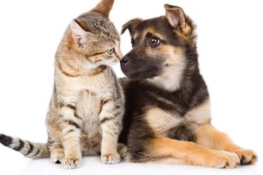 gato-e-cachorro