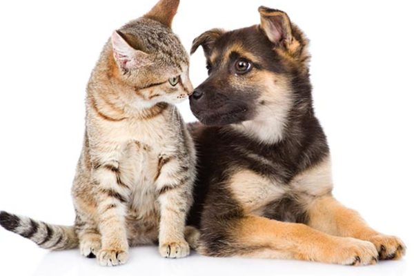 gato-e-cachorro