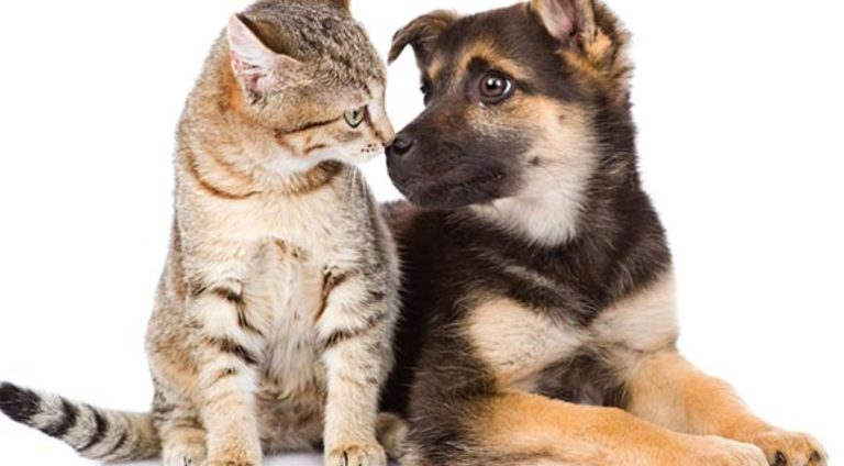 gato-e-cachorro