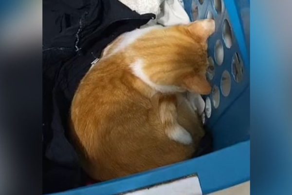 gato-fica-desolado_widelg