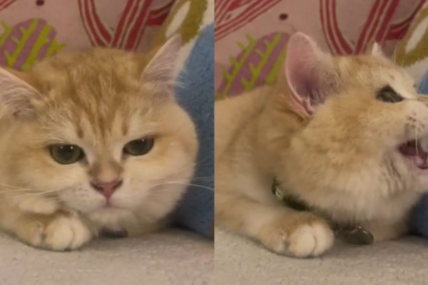 gato-hater-da-netflix_widelg