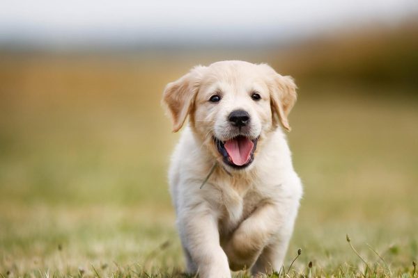 golden-retriever-puppy-running-outside