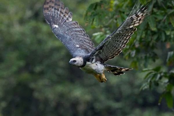 Ave rara é flagrada por morador de cidade baiana