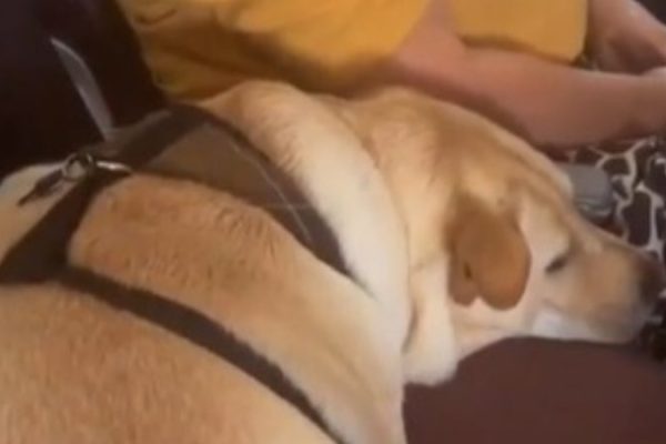 idosa_da_travesseiro_para_cao_dormir_confortavel_em_aviao_e_cena_viraliza_assista_widelg