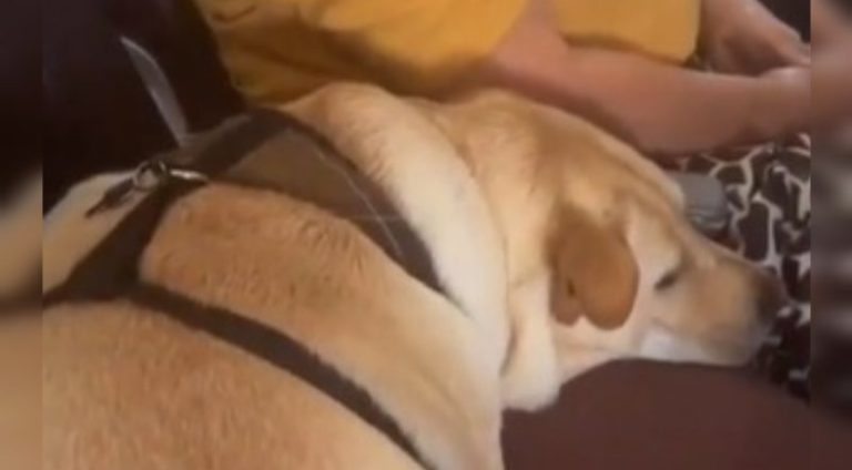 idosa_da_travesseiro_para_cao_dormir_confortavel_em_aviao_e_cena_viraliza_assista_widelg