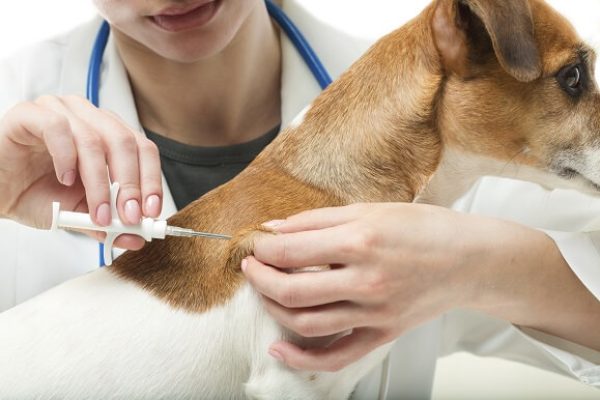 implantacao-microchip-animal