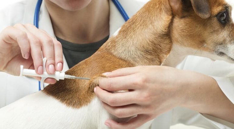 implantacao-microchip-animal