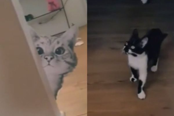 invasor_tutora_trola_gatinhos_e_reacao_de_felino_diverte_web_veja_video_widelg
