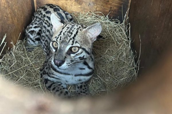jaguatirica