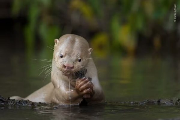 lontra