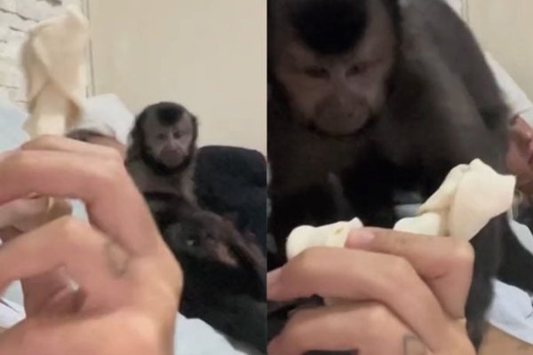 macaco-fica-com-nojo_widelg