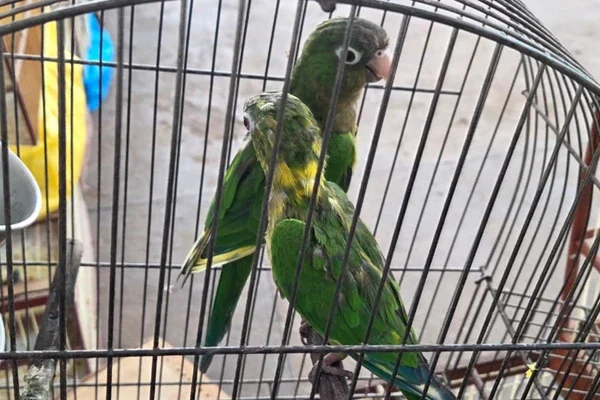 mais-de-45-aves-silvestres-sao-resgatadas-em-feira-irregular-em-vitoria-da-conquista-3260490-article