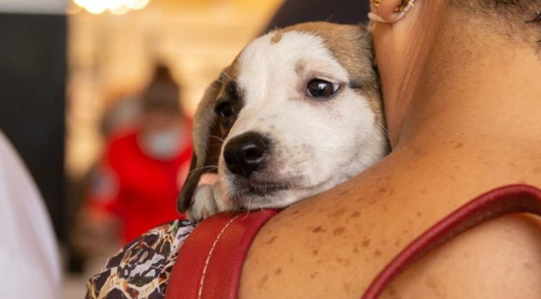 meu-pet-parque-shopping-1024x614