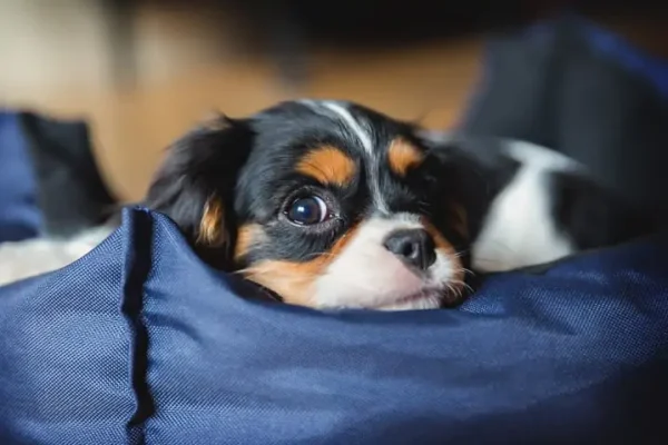 modelo-de-cama-para-cachorro-1