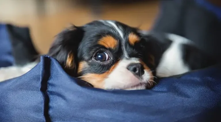 modelo-de-cama-para-cachorro-1