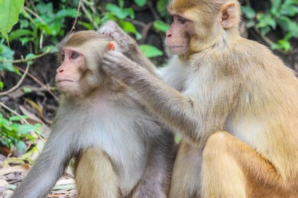 monkeys-5560784_960_720_widelg