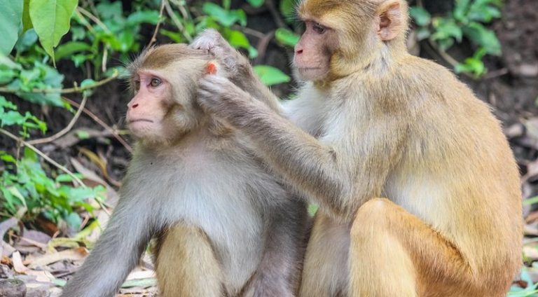 monkeys-5560784_960_720_widelg