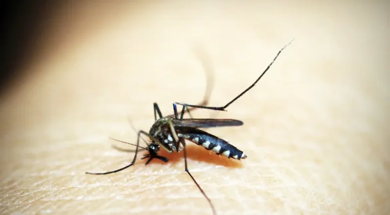 mosquito-1548947