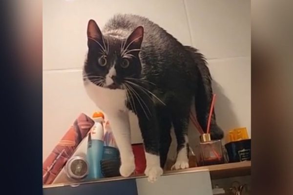 mulher-cogita-exorcizar-gato_widelg