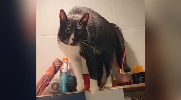 mulher-cogita-exorcizar-gato_widelg