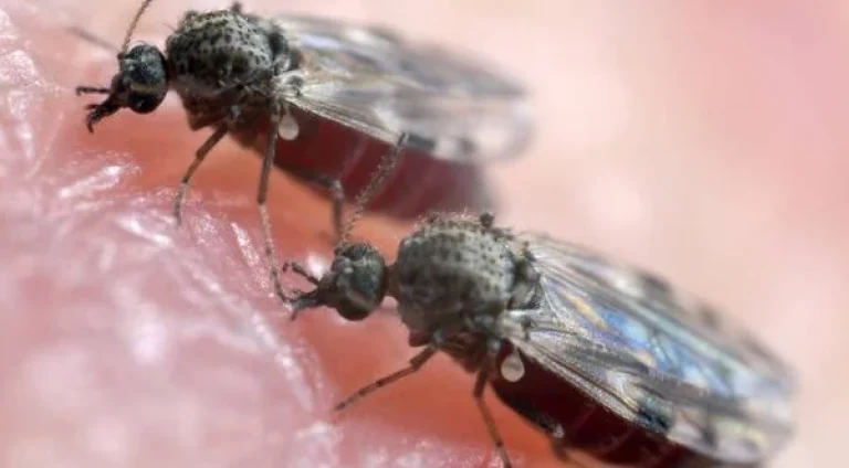 o-mosquito-maruim-culicoides-paraensis-e-o-principal-vetor-de-transmissao-2070873-article