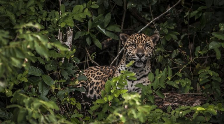onca-pintada