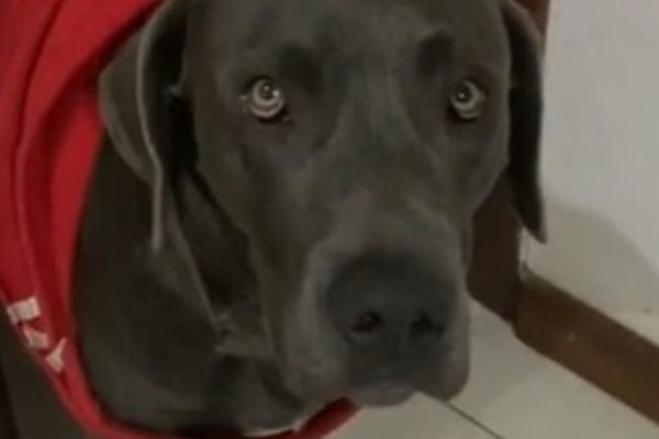 para_nao_dormir_em_casinha_cachorro_toma_atitude_radical_e_viraliza_assista_widelg