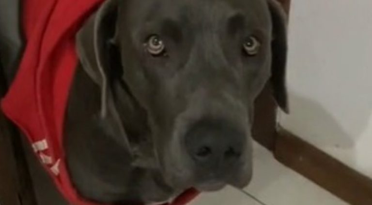 para_nao_dormir_em_casinha_cachorro_toma_atitude_radical_e_viraliza_assista_widelg