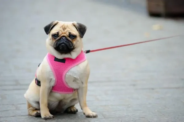 passeio-com-cachorro-1