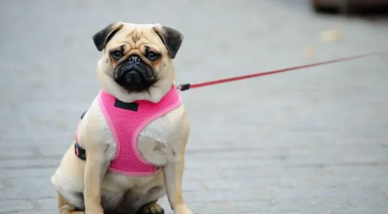 passeio-com-cachorro-1