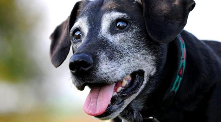 pet