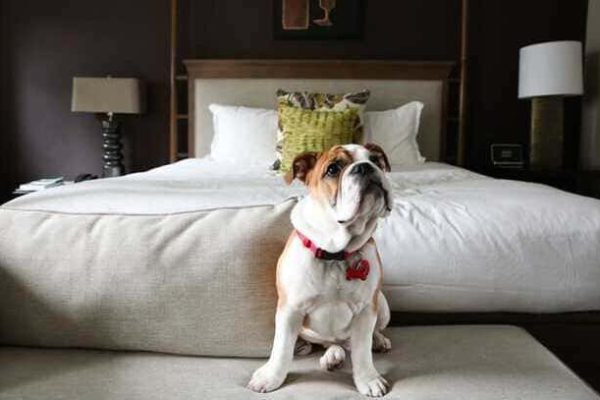 petfrendily-09_widelg