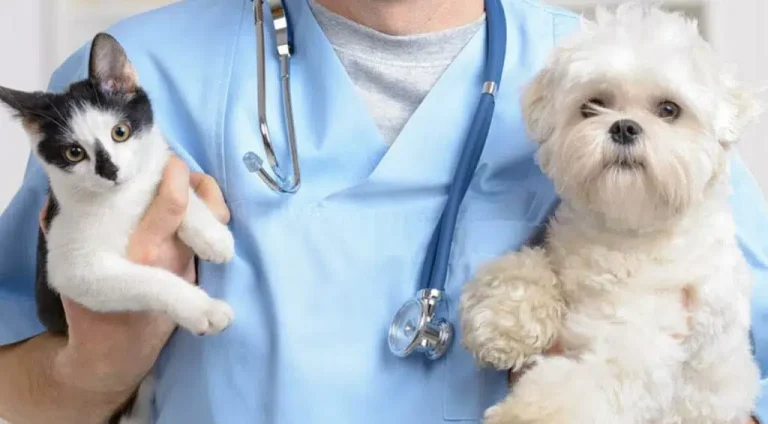 pets-veterinario-1-1024x614.jpg