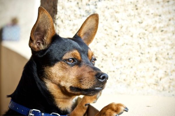 pinscher_com_raiva_widelg