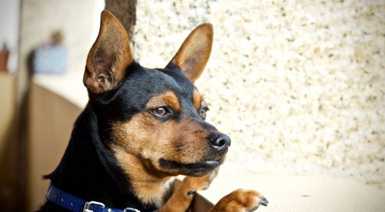 pinscher_com_raiva_widelg